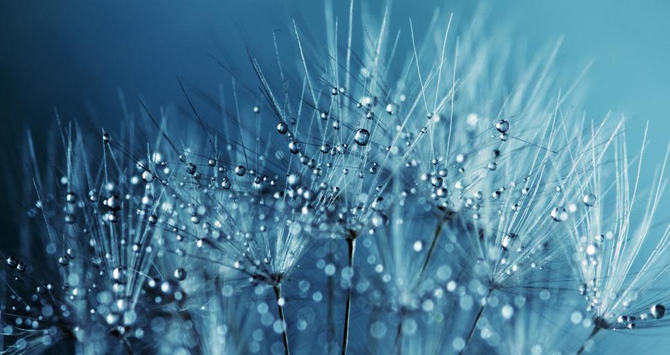 Free Image of Blue Water Droplets   