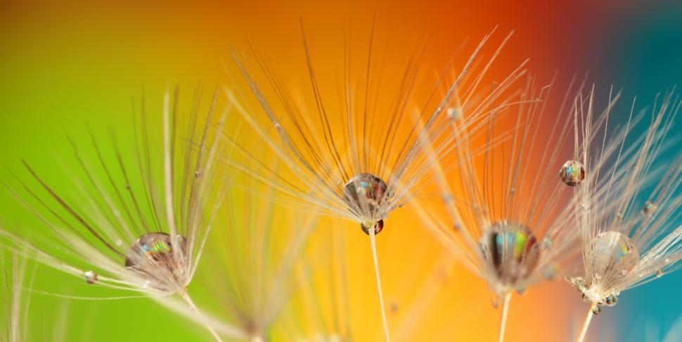 Free Image of Dandelion Droplets Macro  