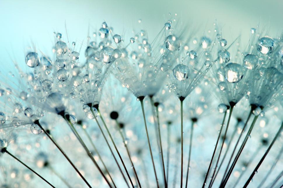 Free Image of Beautiful Water Droplets   