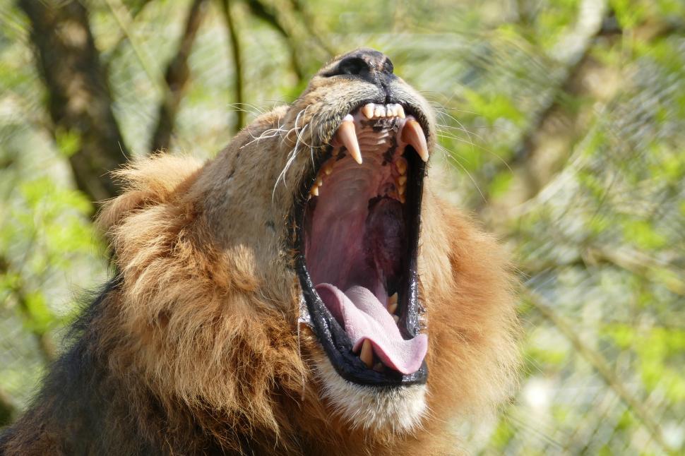 Free Image of Roaring Lion  