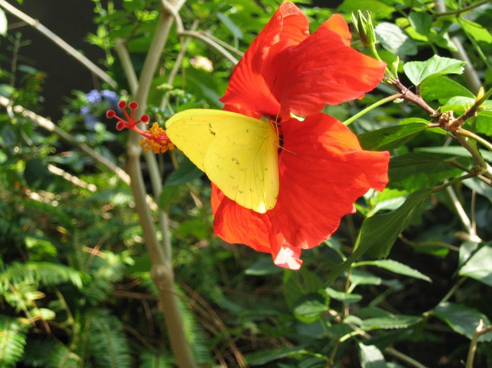Free Image of sweet nectar 