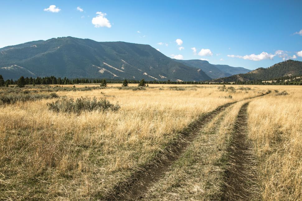 Free Image of Two track dirt road runs into forest clearing 