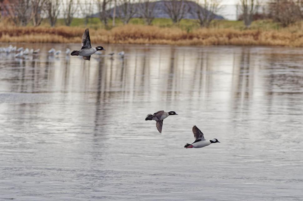Free Image of Flying Buffleheads 