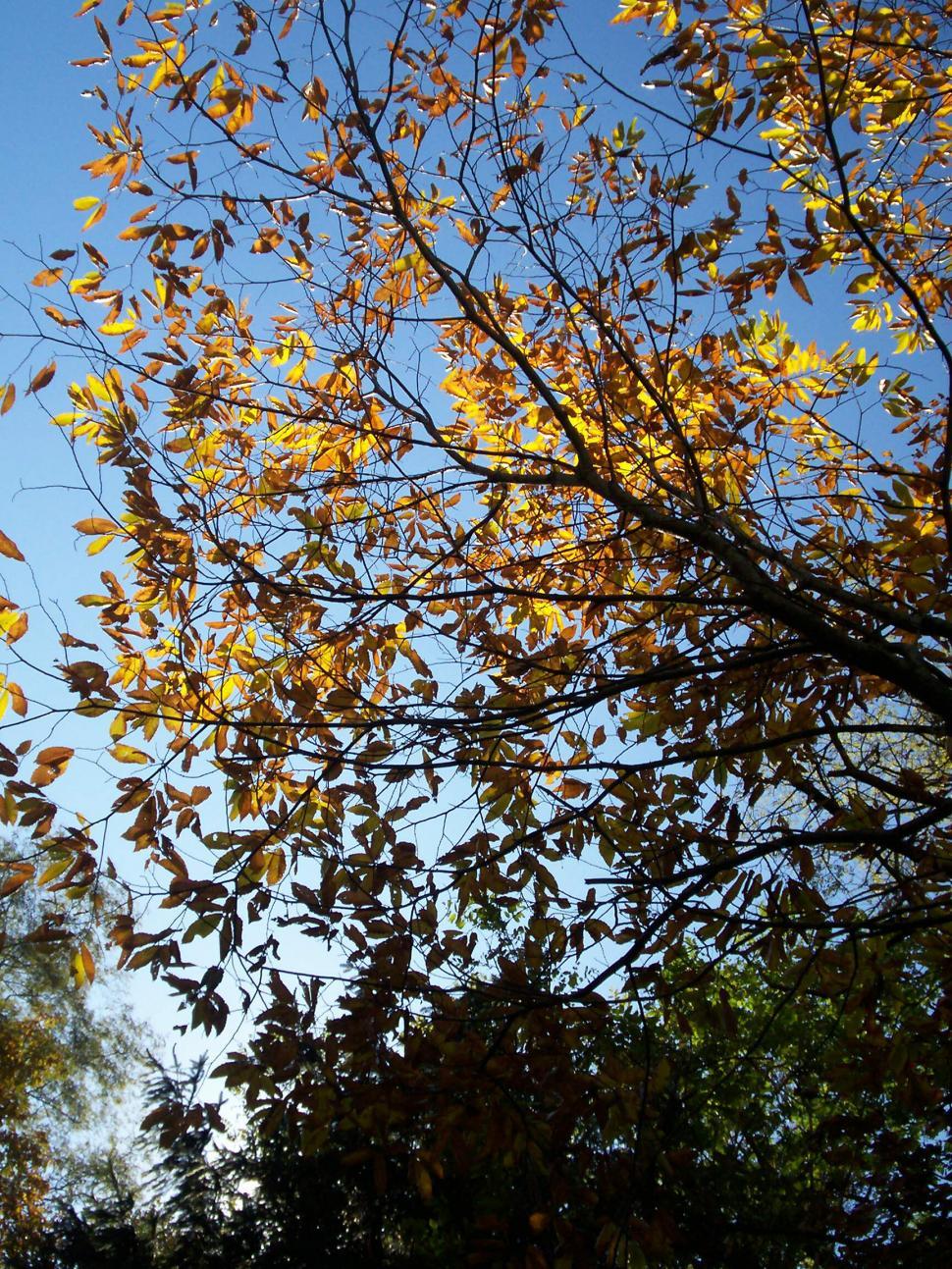 Free Image of Blue sky through the trees 
