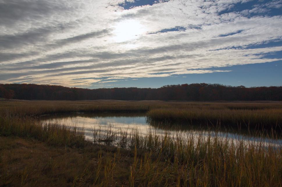 Free Image of Cheesequake Park Stream 