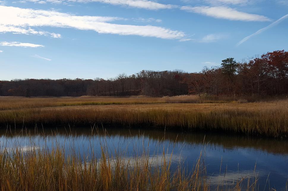Free Image of Stream at Cheesequake State Park  