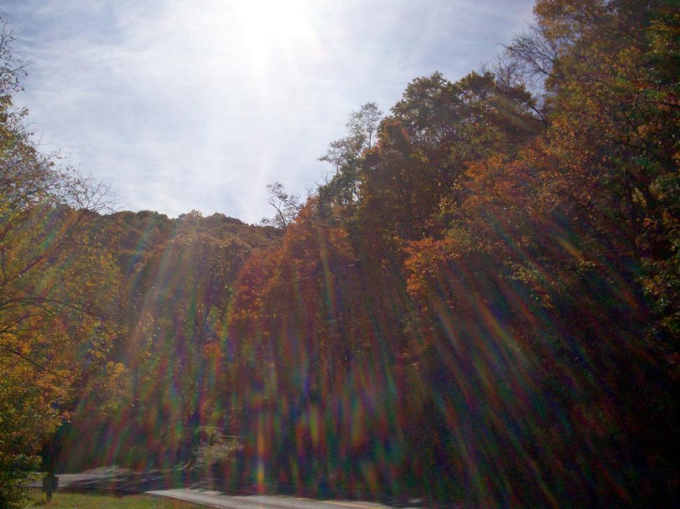 Free Image of Sun Shining Through Trees on Road 