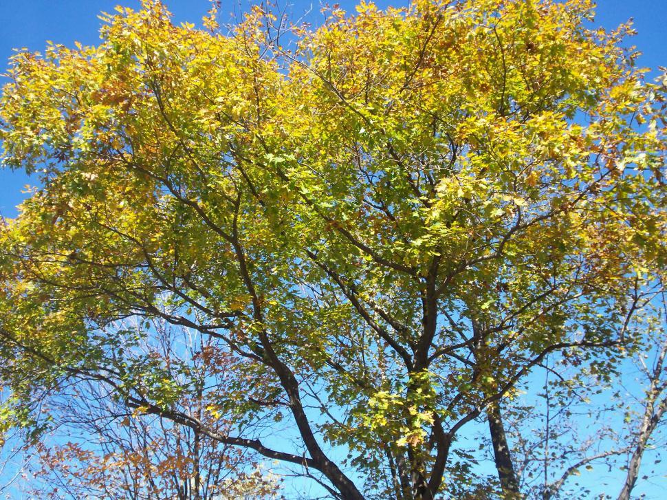 Free Image of Autumn trees 