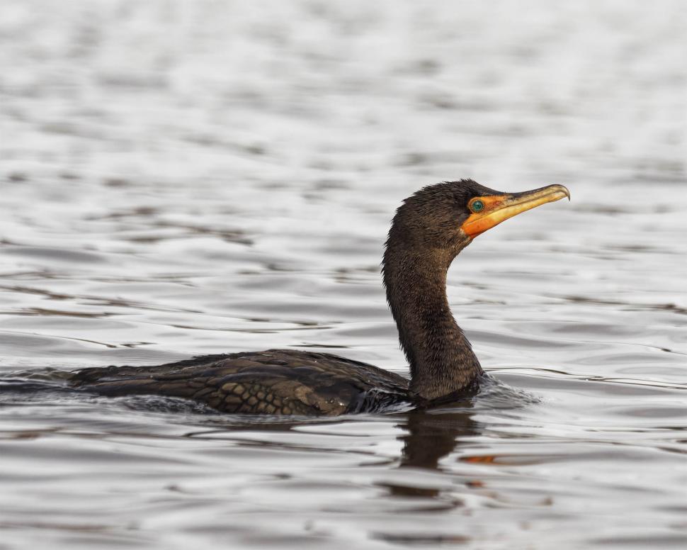 Free Image of Cormorant swimming  