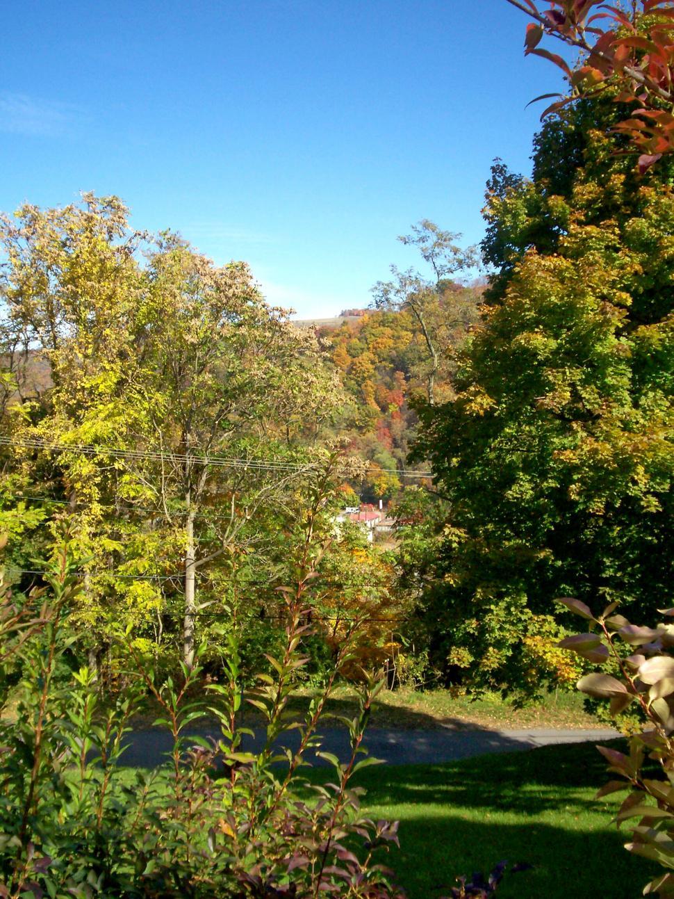 Free Image of Autumn trees 