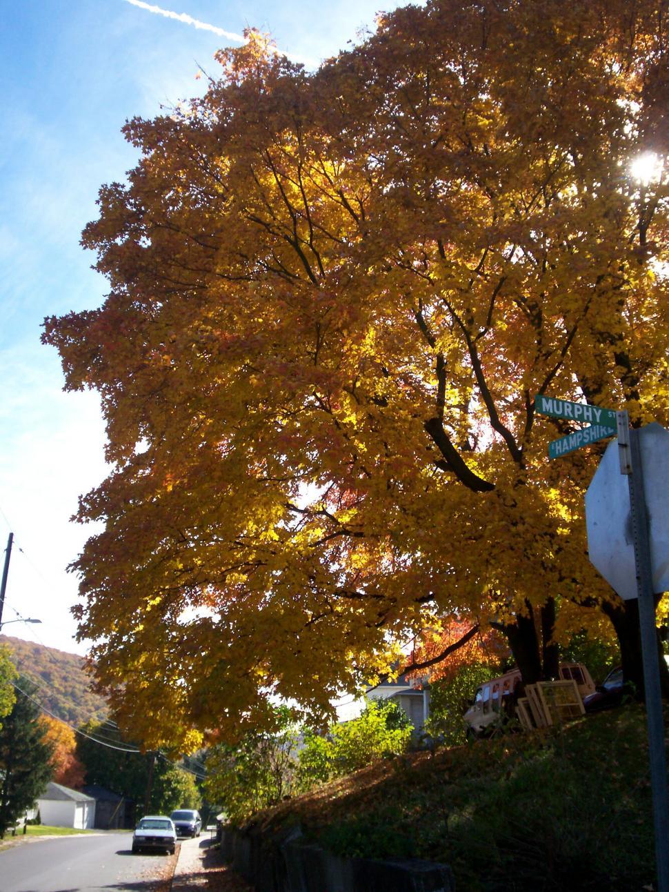Free Image of Autumn trees 