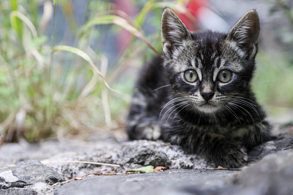 Free Image of Kitten in the Wild 
