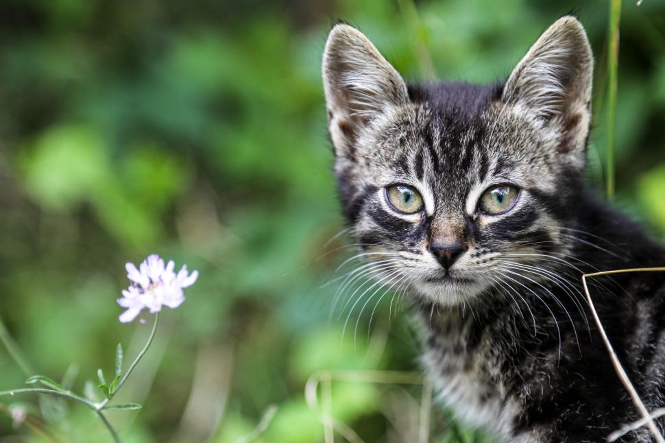 Free Image of Cute Kitten in the Garden 
