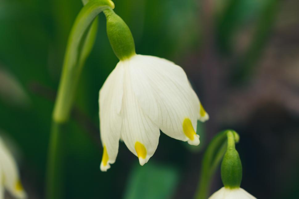 Free Image of Spring flower  