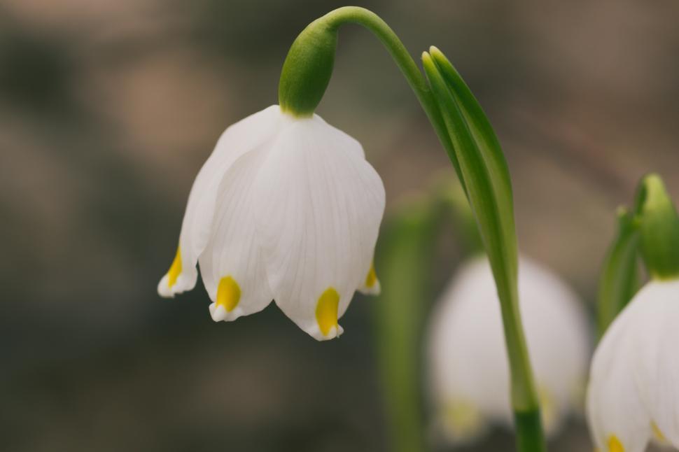 Free Image of Spring flower macro 