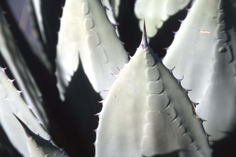 Free Image of Agave cactus details 
