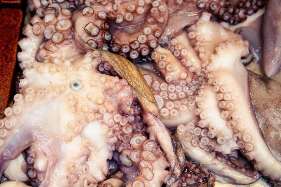 Free Image of Fish and seafood panorama, an overhead flat lay shot of various 