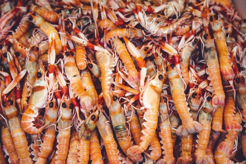 Free Image of Fish and seafood panorama - shrimp 