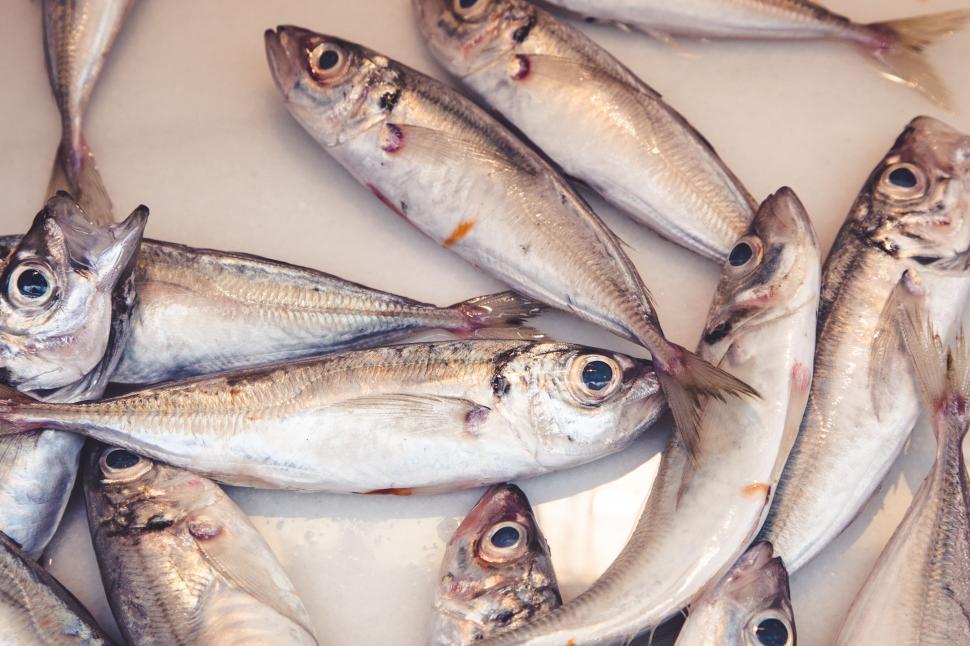Free Image of Fish at fish market 