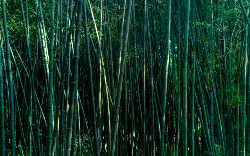 Free Image of green vegetal background texture 