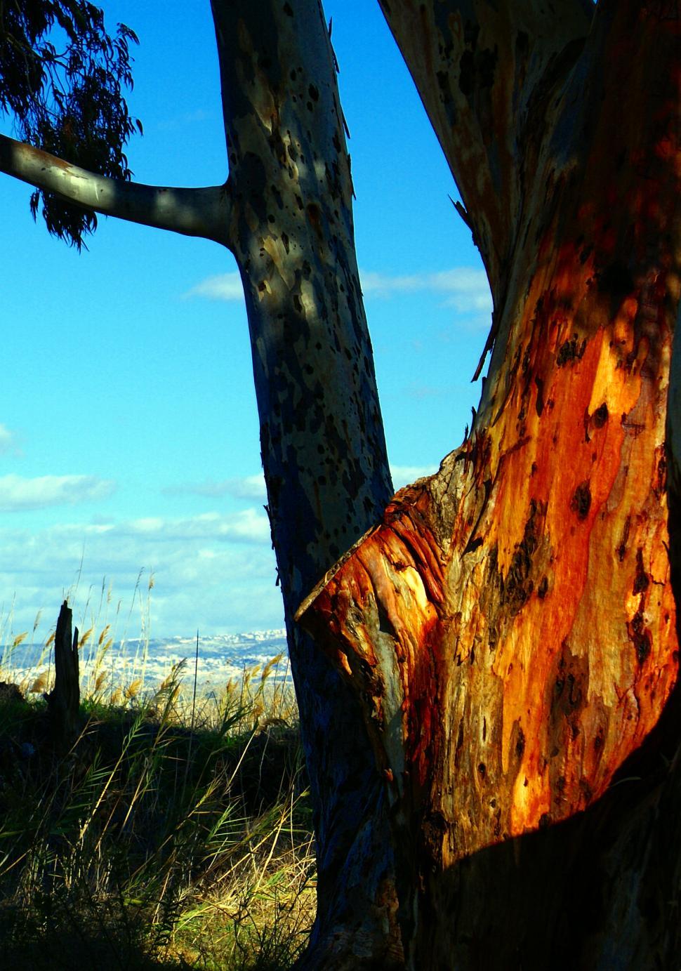 Free Image of eucalyptus 