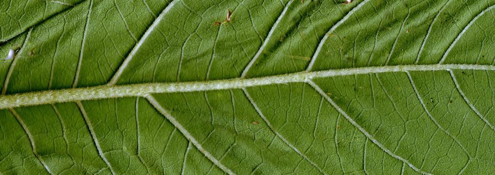 Free Image of Vegetal revolution 