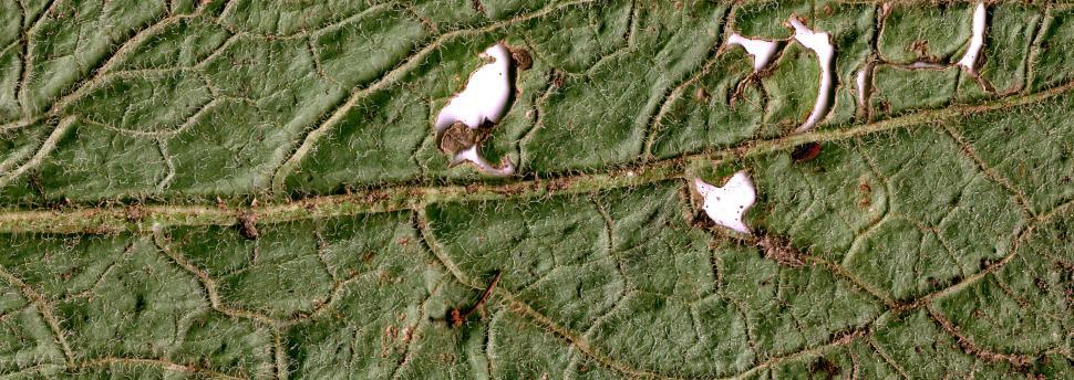 Free Image of Vegetal revolution 