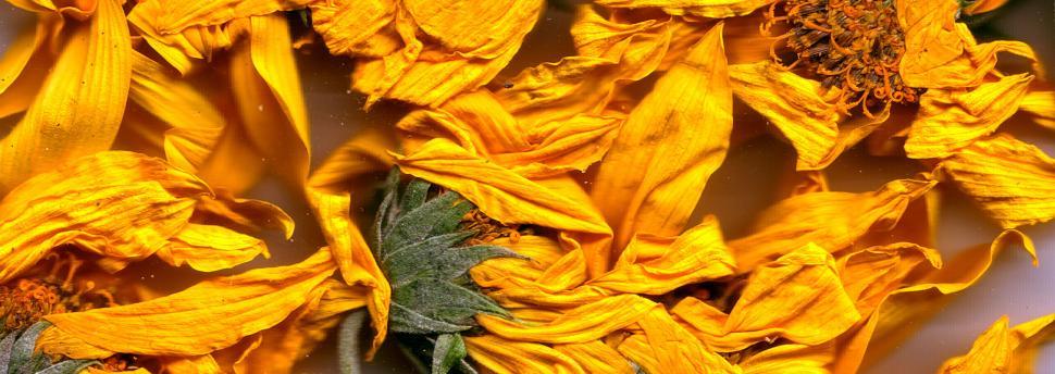 Free Image of Vegetal revolution 