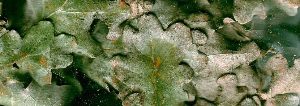 Free Image of Vegetal revolution 