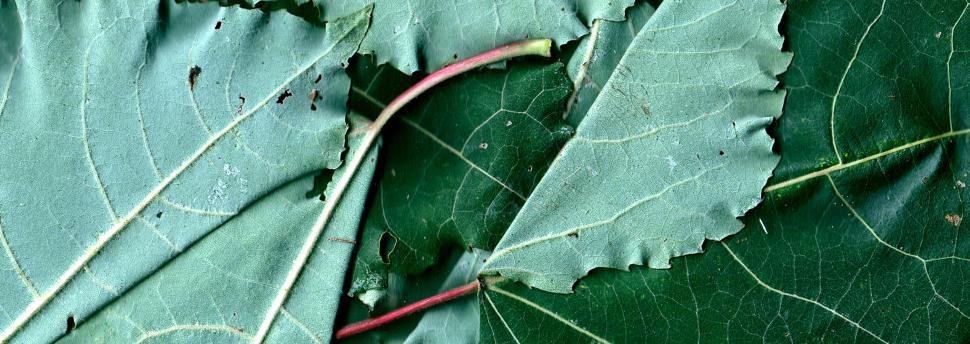 Free Image of Vegetal revolution 