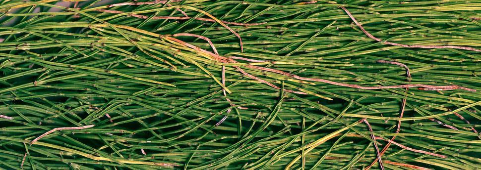 Free Image of Vegetal revolution 