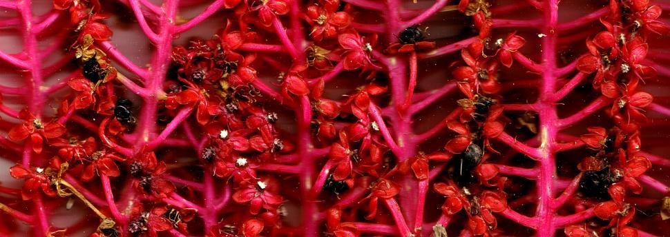 Free Image of Vegetal revolution 
