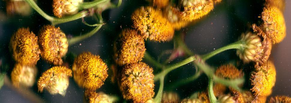 Free Image of Vegetal revolution 