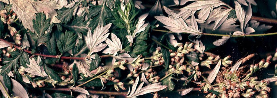 Free Image of Vegetal revolution 