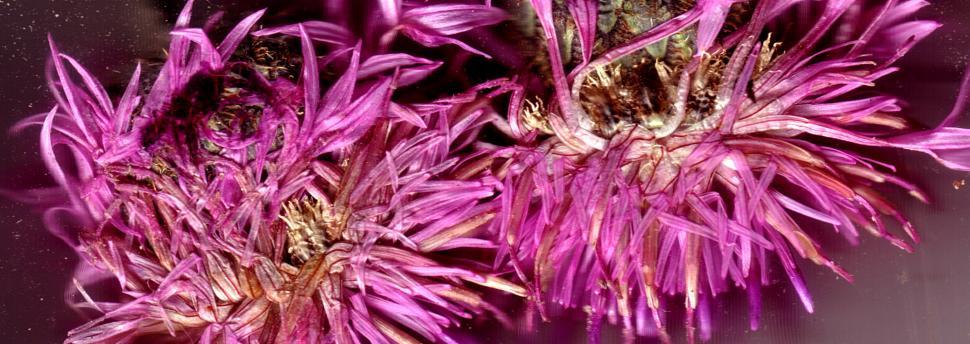 Free Image of Vegetal revolution 