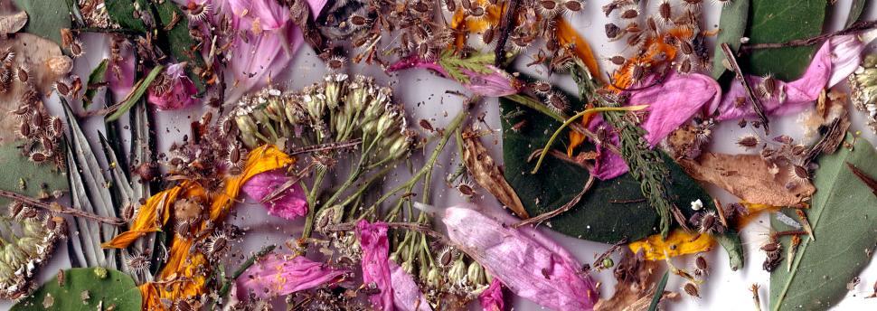 Free Image of Vegetal revolution 