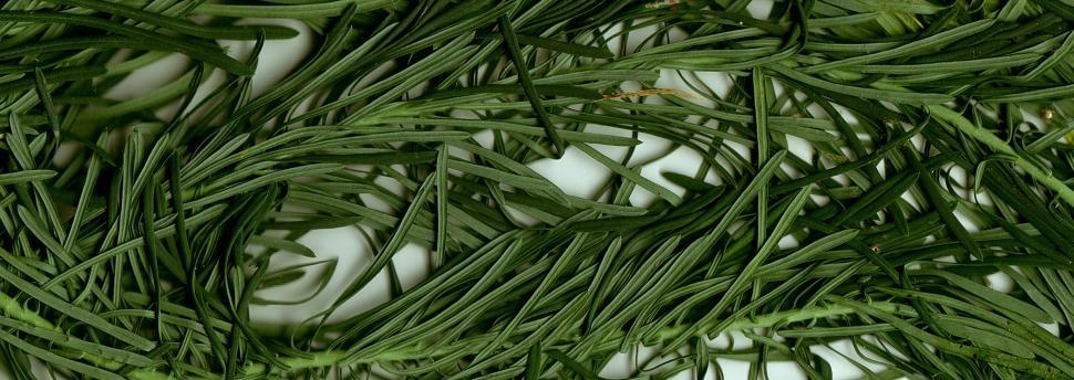 Free Image of Vegetal revolution 