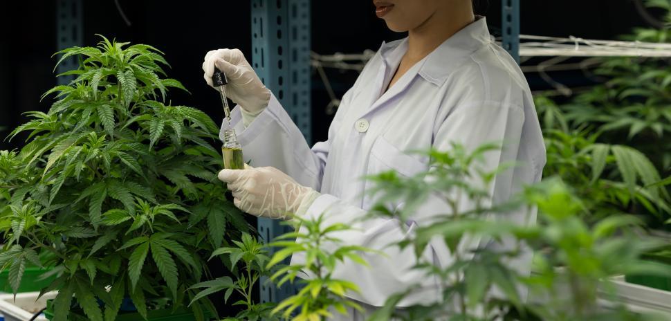 Free Image of Scientists test cannabis oil to improve quality 