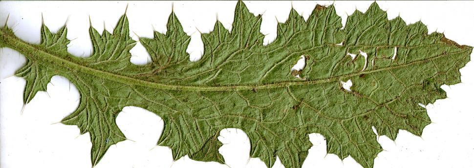 Free Image of Vegetal revolution 
