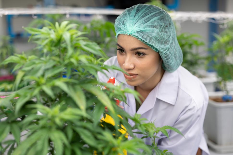 Free Image of Women watering cannabis plants by spraying 