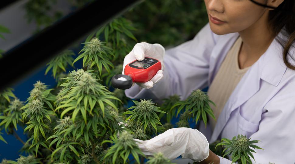 Free Image of Women scientists use lux meter to test cannabis farm 