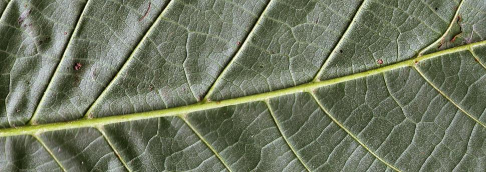 Free Image of Vegetal revolution 