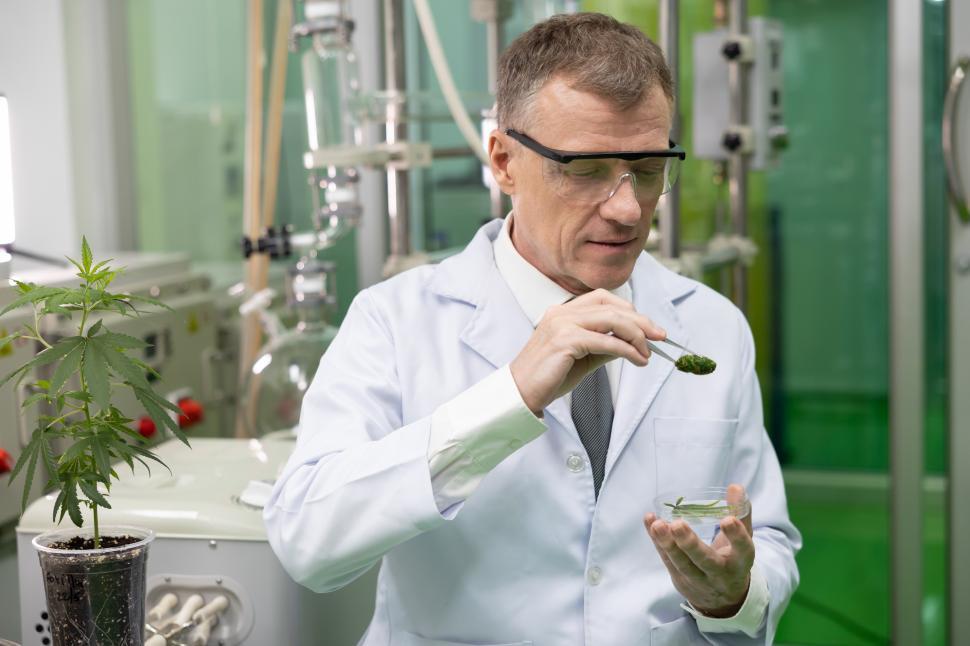 Free Image of Professional researcher checking cannabis briquette 