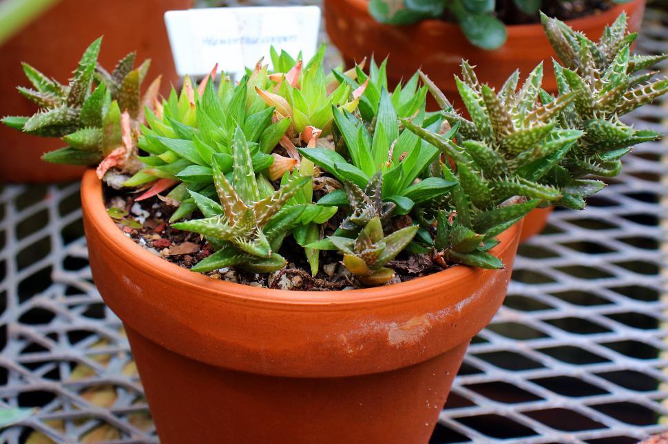 Free Image of Aloe Juvenna 