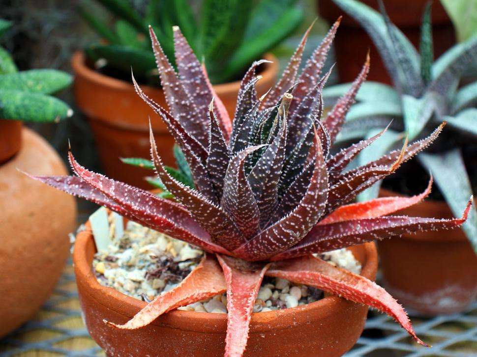 Free Image of Deep-Red Aloe 