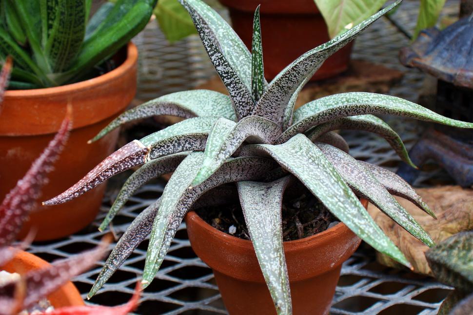 Free Image of Gasteria Batesiana 