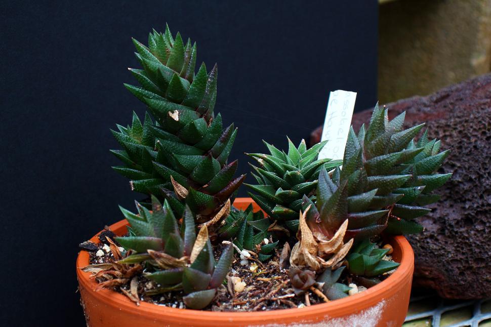 Free Image of Succulent Plant Haworthia 