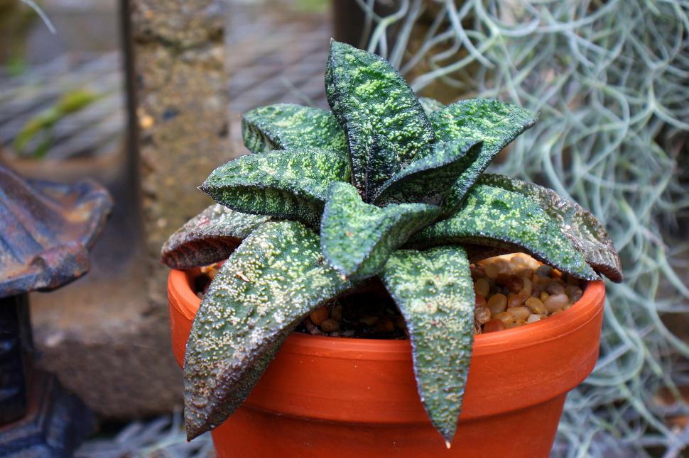 Free Image of Gasteria Batesiana  