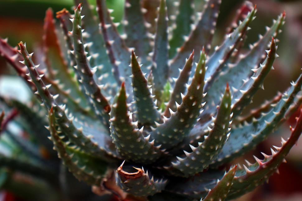 Free Image of Aloe Aristata Torch Plant 