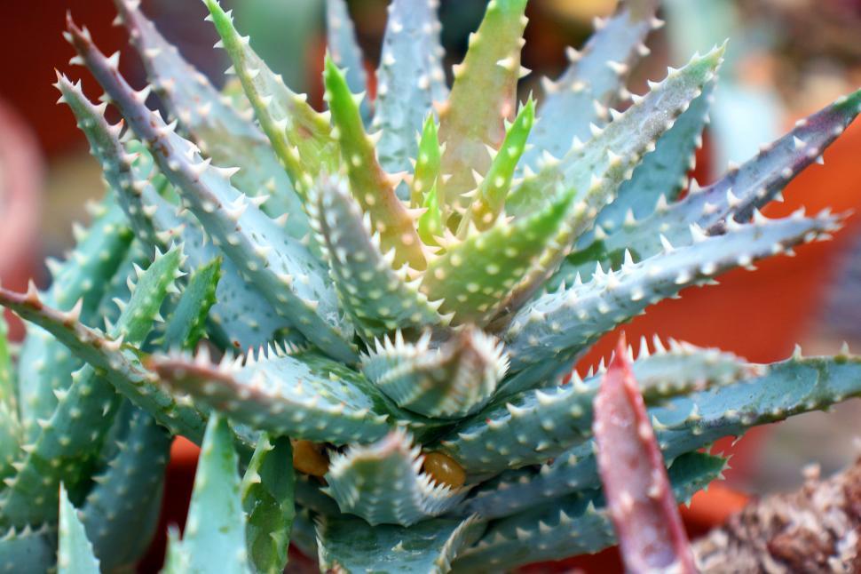 Free Image of Aloe Brevifolia 